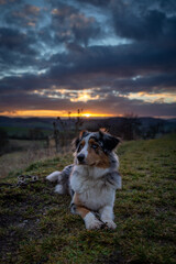 Dog australian shepherd blue merle waiting on madow on german inner border sunset