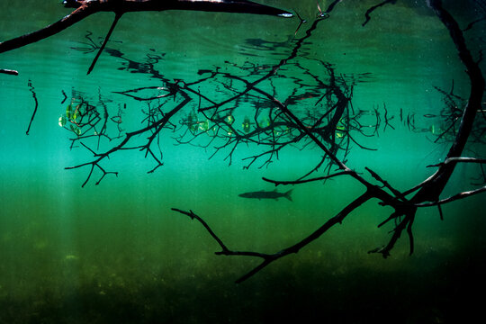 Mangroves, a barracuda nursery