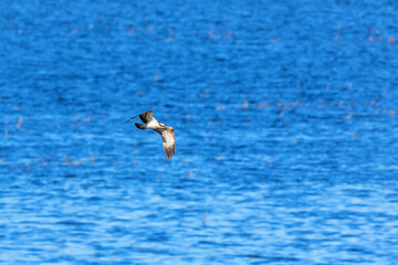 Osprey flying over the lake