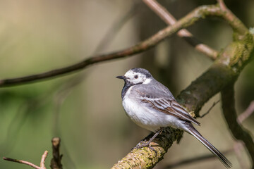 Wagtail on a branch in the tree
