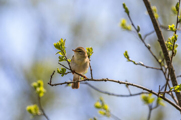 Willow Warbler on a tree branch
