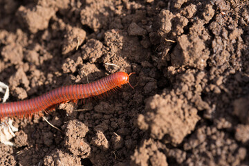 small millipede moving on the ground...
