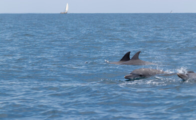 dolphin in the water