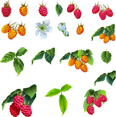 Set of raspberry berries with flowers and leaves isolated on white background. Vector retro illustration for packaging, cookbook, gardening.
