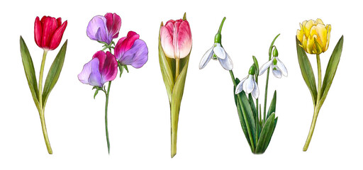 Watercolor spring flowers: tulips, galanthus, sweet peas. Vintage flowers. Botanical hand drawn illustration. Isolated flowers on white background. 