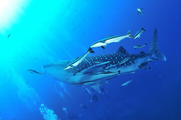地球最大の魚類ジンベイ鮫