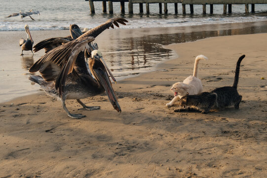 pelican's life in Acapulco, Mexico