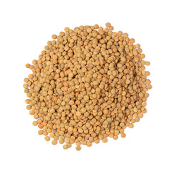 Raw Dry Lentils, Lentil Grains, Dal, Daal, Dhal, Masoor