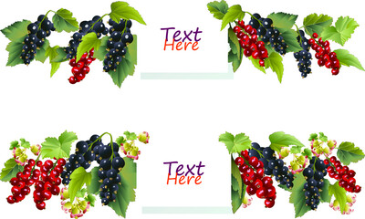 Currant vector label, can be used for jams, cosmetics and other packaging designs.