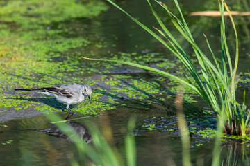 Juvenile white wagtail or Motacilla alba