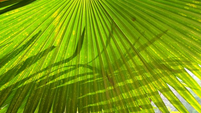 Background palm leaf. Close up detail Palm leaf texture