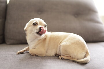 Closeup portrait of small funny beige mini chihuahua dog, puppy, grey background 