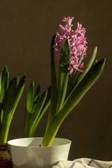 lilac hyacinth flower in a white pot stands on the table