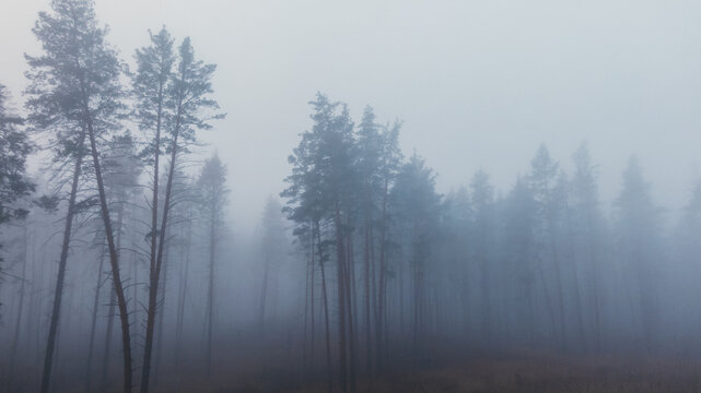 Misty forest - deep fog covering autumn wood