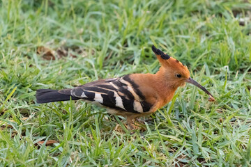 Hoopoe feeding