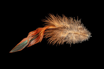 Macro shot of a red-brown chicken feather