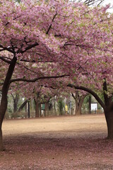 Naklejka premium 桜じゅうたん