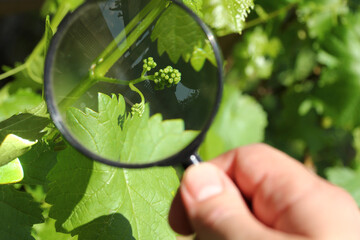 young bunch of grapes with small berries under a magnifying glass in the garden. inspection of the...