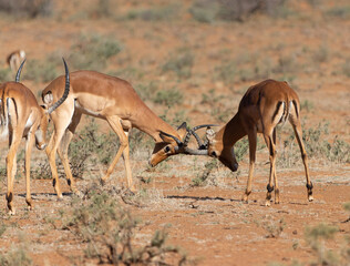 Jousting Impala males