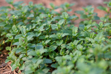 Peppermint Garden Green peppermint trees grow in a vegetable garden.