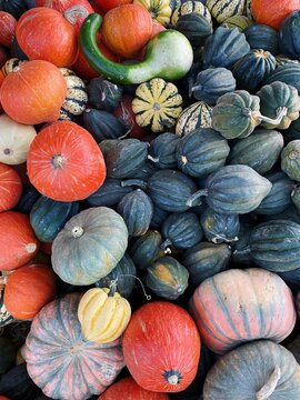 Pumpkin Paradise