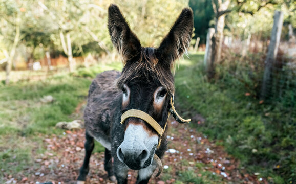 Donkey potrait
