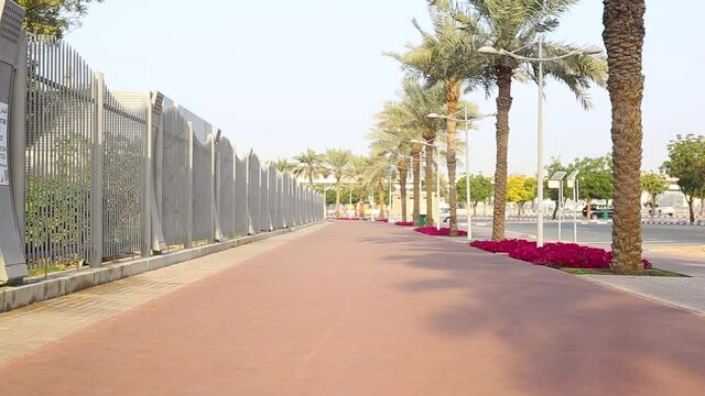 Alley in the park with palm trees at sunrise.