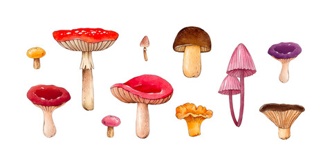 Collection of different forest mushrooms. Watercolor botanical hand drawn illustration. Chanterelle, Boletus edulis, russula, Lactárius, Amanita muscaria