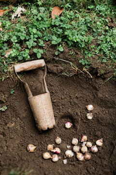 Bulb planter and scilla bulbs in digged hole in flowerbed