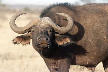 Foto op Canvas Kaapse buffel © Ruan
