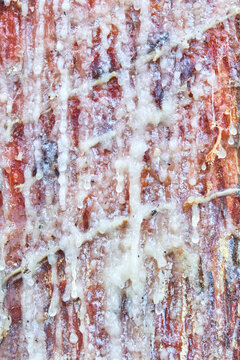 Abstract texture of colorful bark