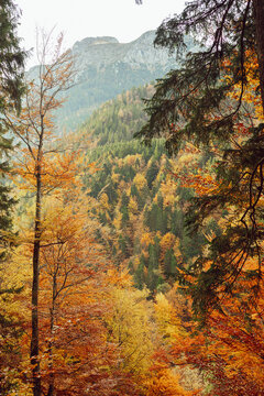 golden autumn in the forest with orange leaves on trees with a peeping mountain