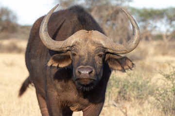 Naklejka premium Cape buffalo