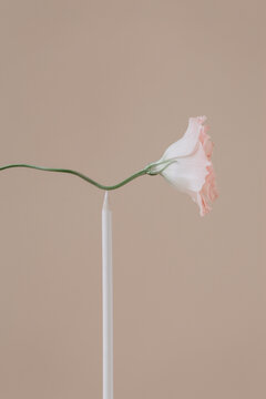 Still life with flower and pencil