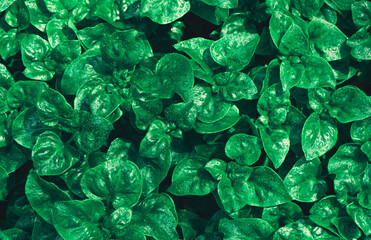 Close-up dark green leaves with water drop background. Moody dark green leaves.
