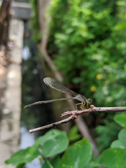 the needle dragonfly is on the wood