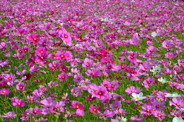Fototapeta premium コスモス畑