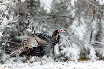 Wild Turkey