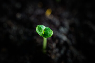 Macro shot of young seedling in soil