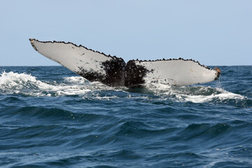 Fototapeta premium The humpback whale (Megaptera novaeangliae), tail in the ocean. Huge tail whale in the blue ocean.