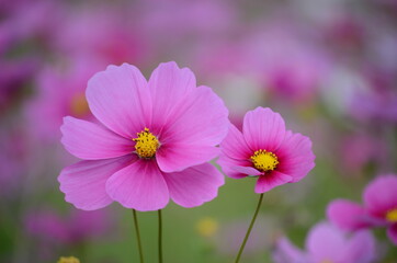 Fototapeta premium コスモス