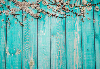 Flower arrangement. A border of spring apricot sprigs with white and pink flowers on a blue-green wooden background. Free space.