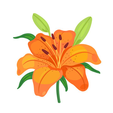 Orange lily flower on a white background. Icon. Flora. Vector illustration.