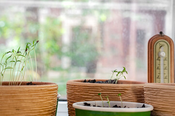 Flowerpots with young seedlings in a greenhouse