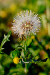 White dandelion plant with its seeds, natural green blurred spring background