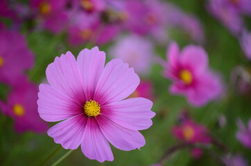 Obraz premium コスモス