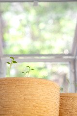 Flowerpots with young seedlings in a greenhouse