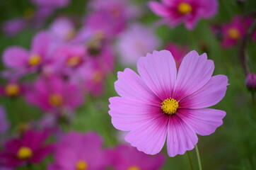 Obraz premium コスモス