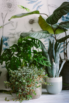 Real and faux houseplants against a botanical design wallpaper