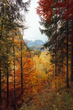 golden autumn in the forest with orange leaves on trees